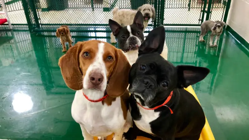 PetSuites - Cincinnati North preview