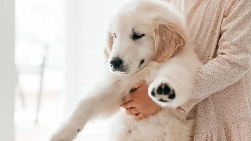 Eldorado Pet Hospital preview