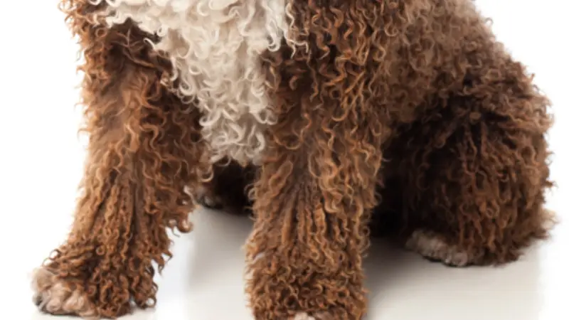Williamsburg Animal Clinic preview