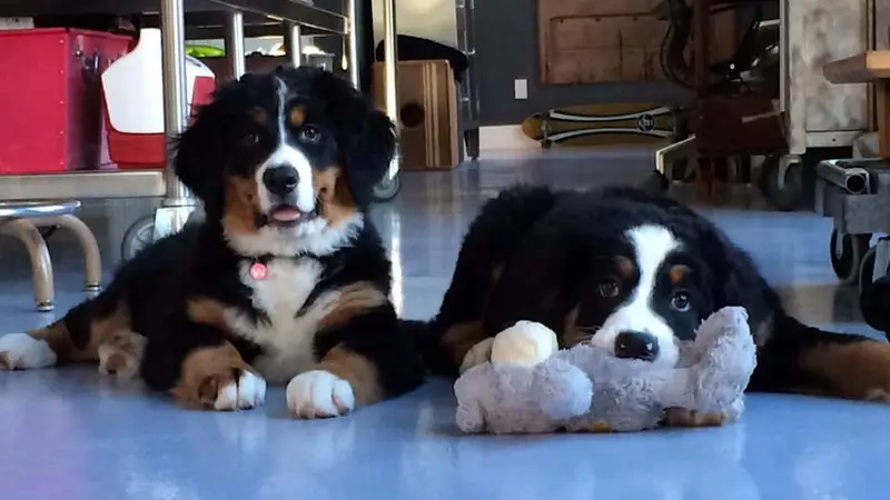 East Coast Academy of Dog Training preview