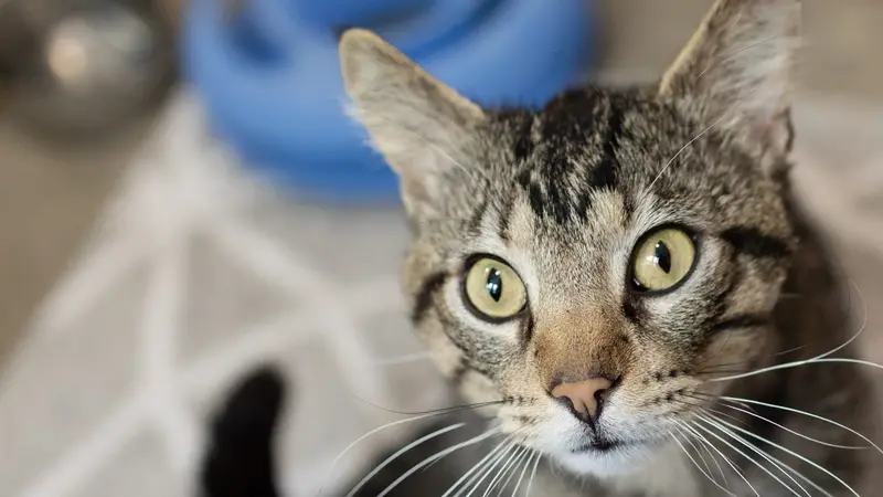 Maddie's Pet Adoption Center preview