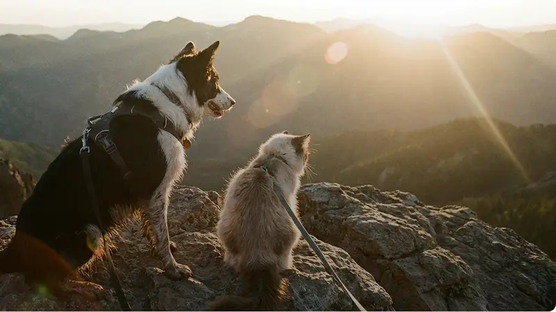 Pet Planet preview