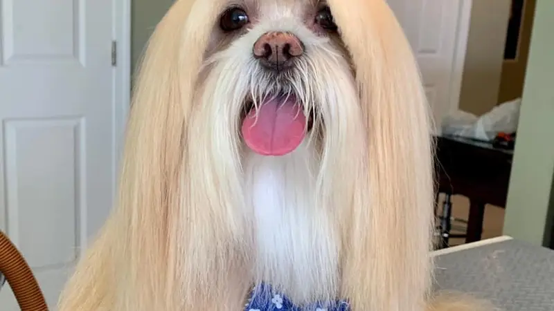 Bubbles & Clips Pet Grooming preview