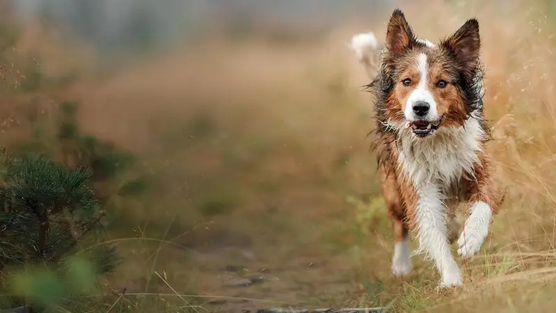 Southside Animal Hospital preview