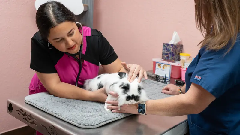 St. Pete Veterinary Hospital preview