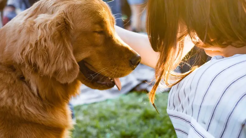 Happy Paws Pet Spa preview