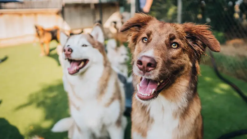 Social Pack Dogs preview