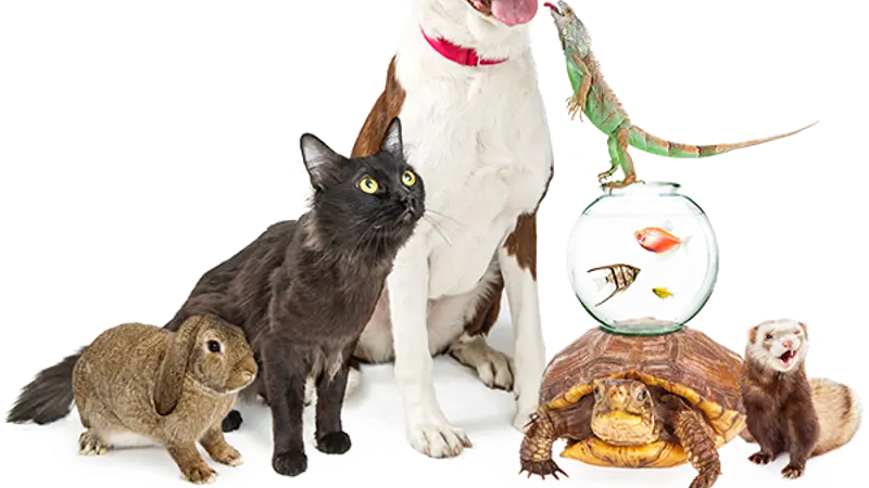 Barking Life Pet Concierge preview