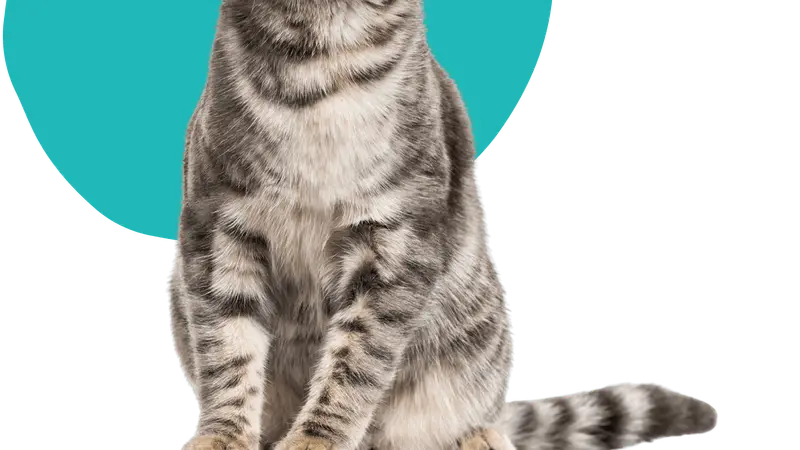 Montgomery Animal Hospital preview