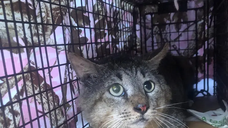 Fix & Feed Feline Feral, Inc. preview