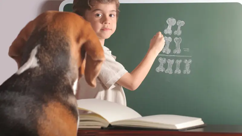 Canine Scholars Dog Training preview