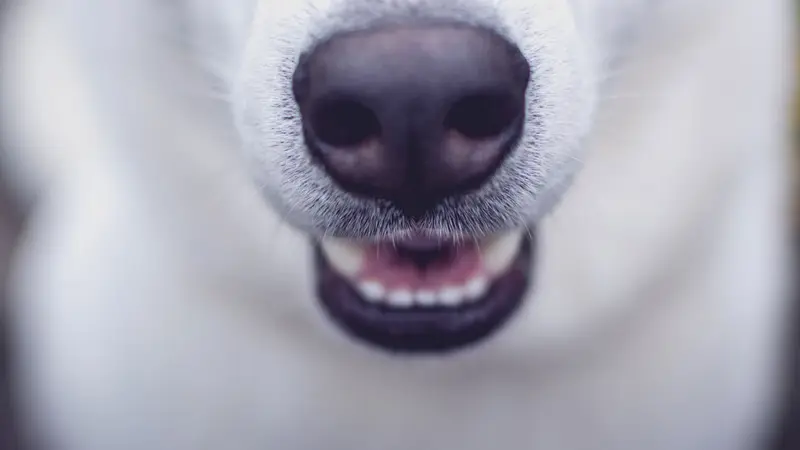 West Seattle Dog House Daycare preview