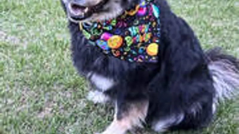 K9 Just IN CASE preview
