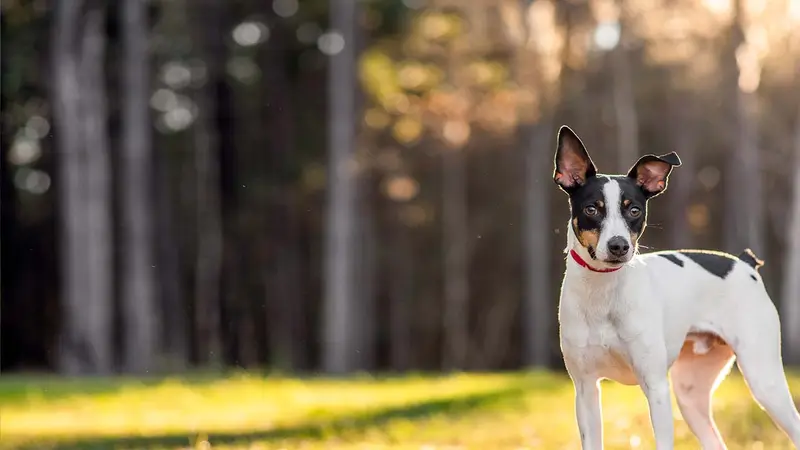 Shelbyville Road Veterinary Clinic preview