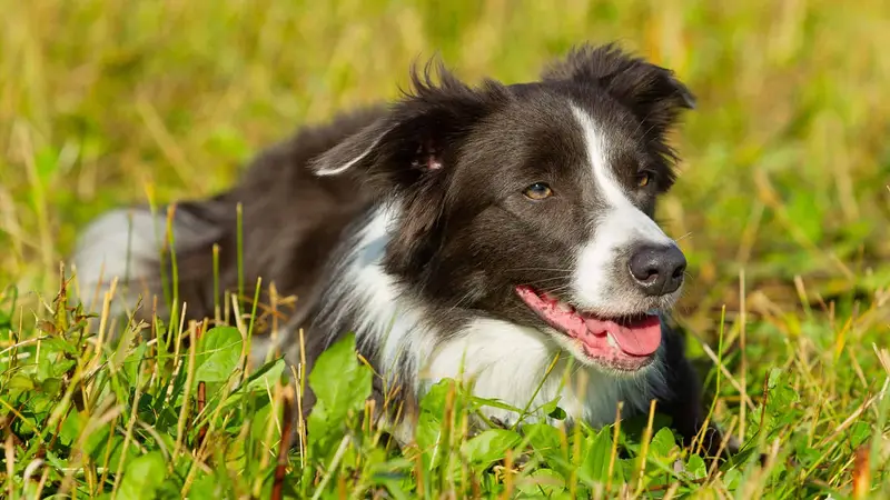 Paws Pet Care Pet Sitting & Dog Walking preview