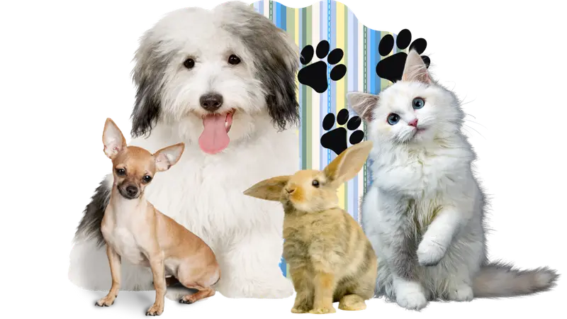 Stetson Hills Animal Hospital preview
