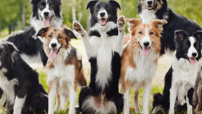 Foxy Roxys South Austin Dog Boarding and Daycare preview