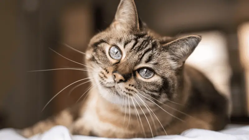 Animalworks preview