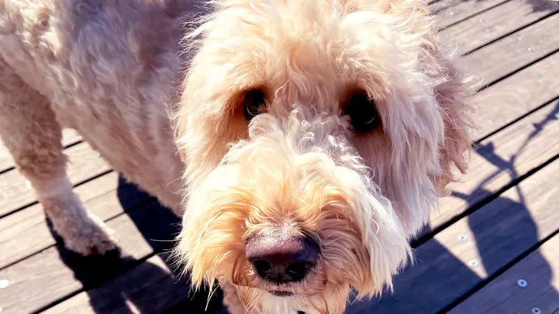Dog Walker Tribeca preview