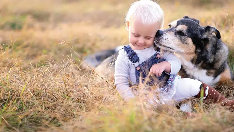 Deerfield Animal Hospital preview