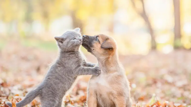 Bethel Park Animal Clinic preview