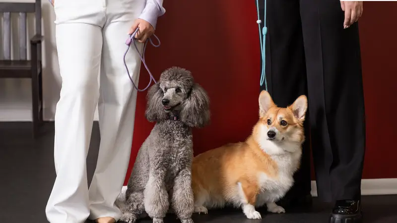 Revival Dog Training preview